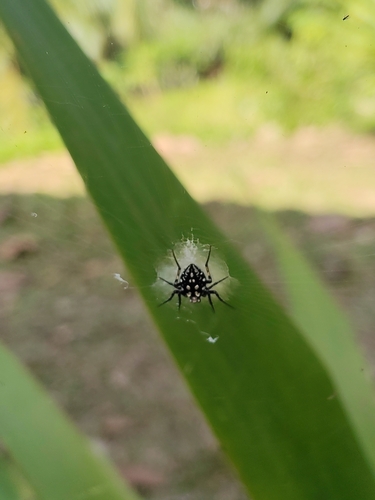 Neogea nocticolor