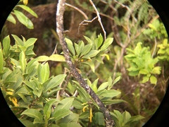 Scaevola glabra