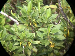 Scaevola glabra