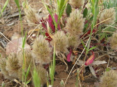 Ptilotus spathulatus