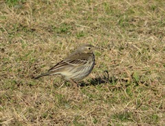 Anthus rubescens japonicus