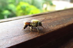 Apoidea