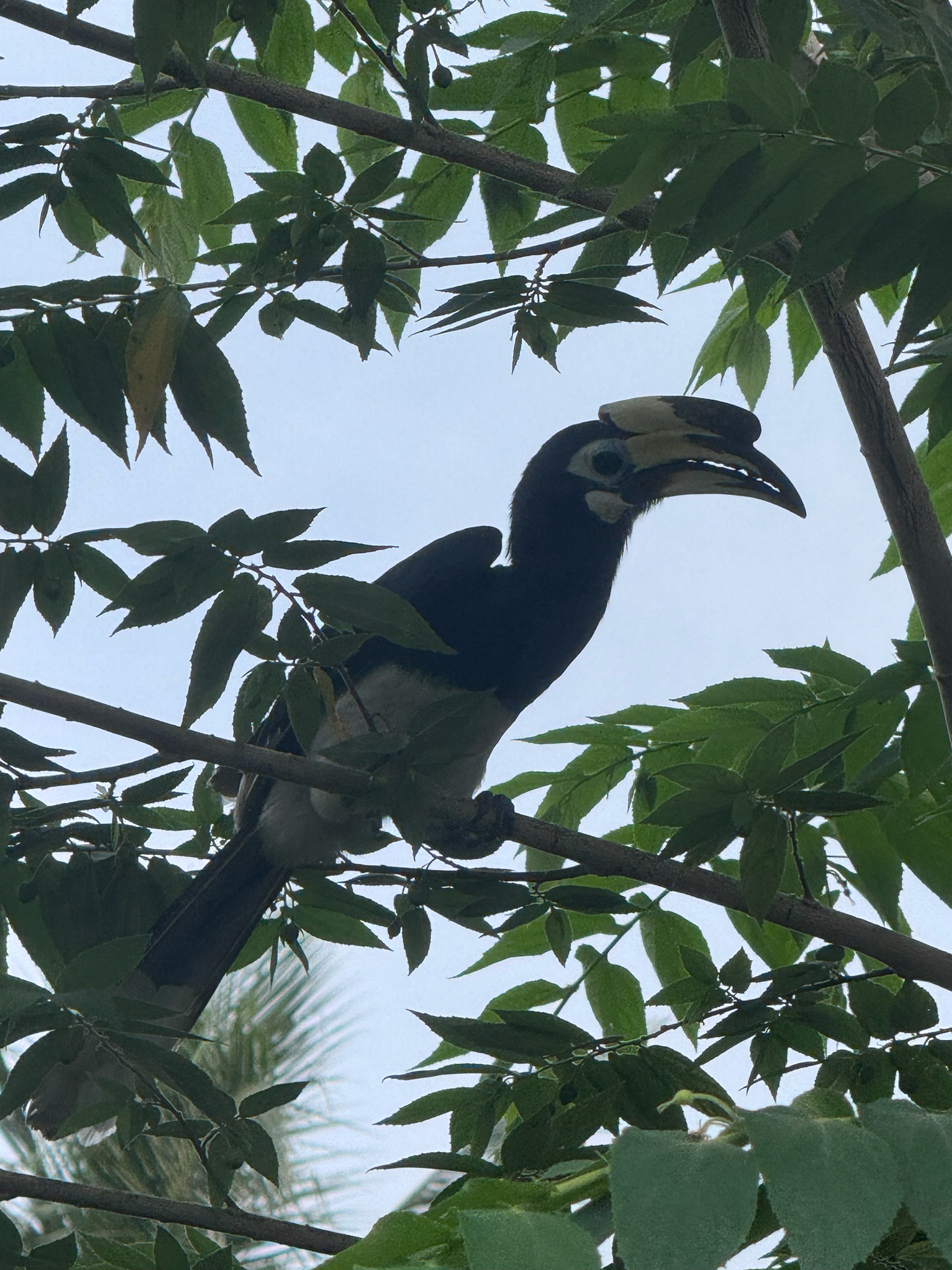 Oriental Pied Hornbill