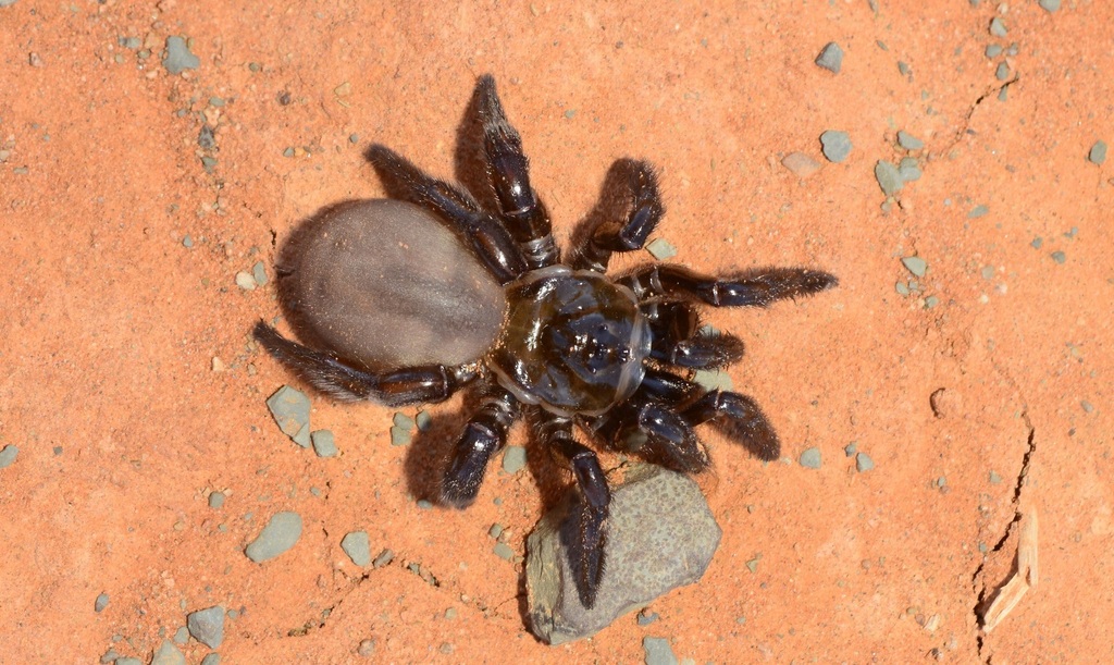 Gorgyrella