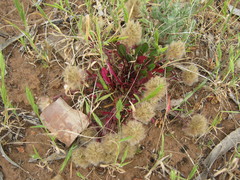 Ptilotus spathulatus