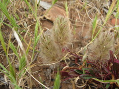 Ptilotus spathulatus