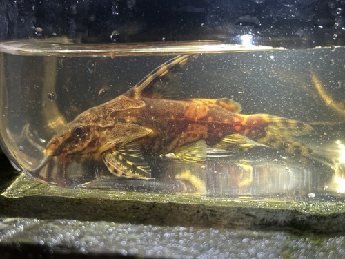 Bates' squeaker (Synodontis batesii) — Mochokidae — 3