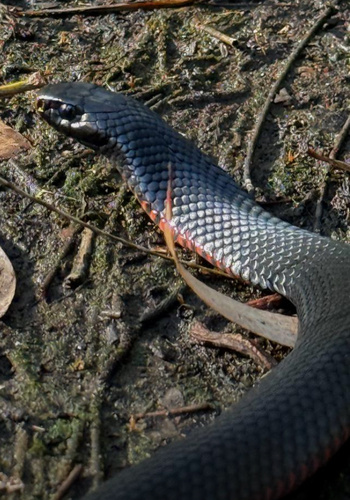 Red-bellied Black Snake sighting