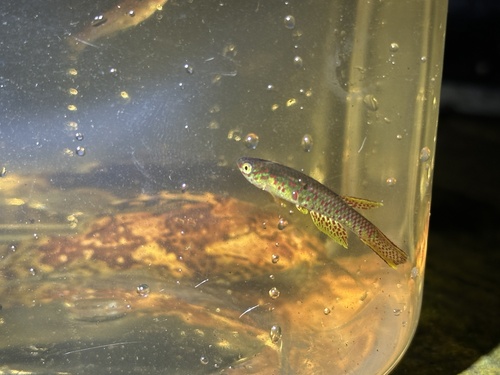 Elegant killi (Aphyosemion elegans) — Nothobranchiidae — 3