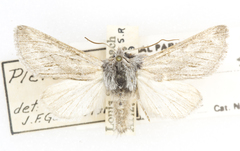 Oncocnemidinae