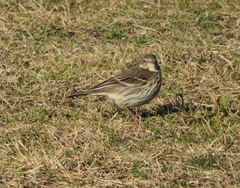Anthus rubescens japonicus