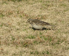 Anthus rubescens japonicus
