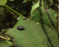 Coleoptera