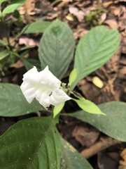 Ruellia tubiflora