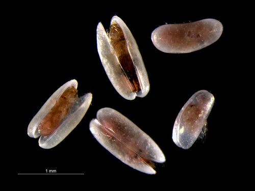 Leptocythere pellucida