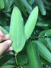 Cinnamomum iners