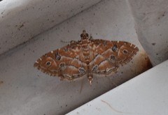 Ommatospila narcaeusalis