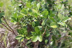 Daphnopsis racemosa