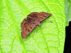 Pellicia dimidiata