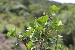 Daphnopsis racemosa