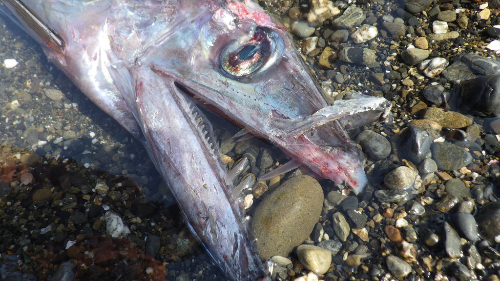 Lancetfish