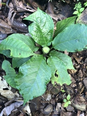 Dorstenia choconiana