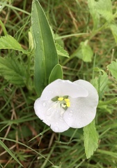 Commelina platyphylla