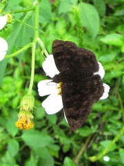 Pellicia dimidiata