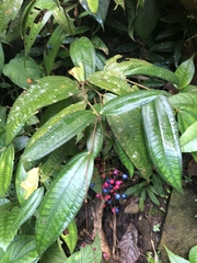 Miconia pseudoalternifolia