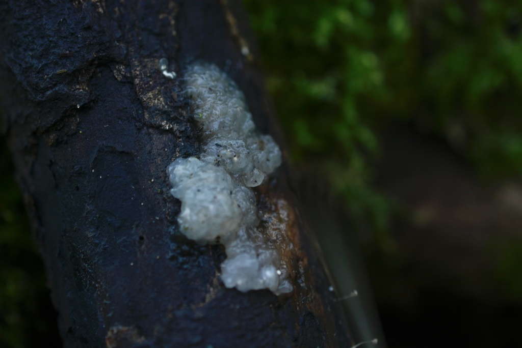 Myxarium nucleatum · December 2025 · photo: © cryptomarasmius (iNaturalist, cc-by)