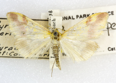 Pyrausta perrubralis