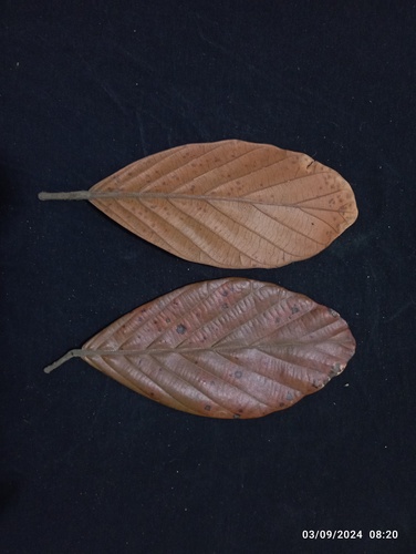 Dipterocarpus sarawakensis