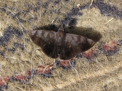 Pellicia arina