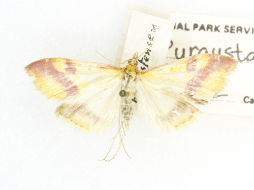 Shasta Pyrausta photo 3