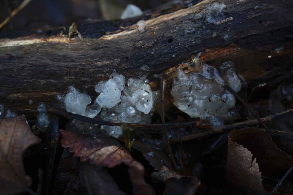 Myxarium nucleatum · December 2025 · photo: © cryptomarasmius (iNaturalist, cc-by)