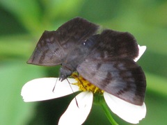 Pellicia arina