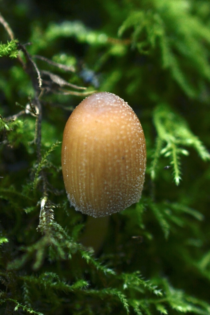 Micacei · December 2025 · photo: © cryptomarasmius (iNaturalist, cc-by)
