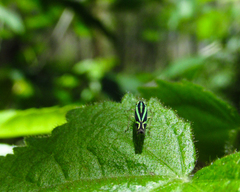 Sibovia sagata