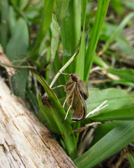 Insecta