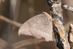 Charaxinae