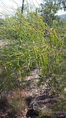 Acacia granitica