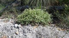 Platysace ericoides