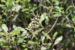 Lithraea brasiliensis