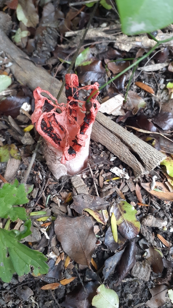 Clathrus archeri · December 2025 · photo: © aardvark04 (iNaturalist, cc0)
