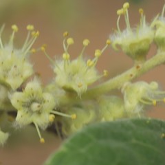 Terminalia platyptera