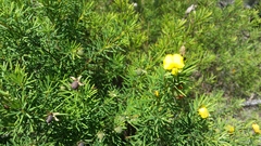 Gompholobium virgatum