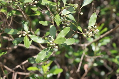 Lithraea brasiliensis