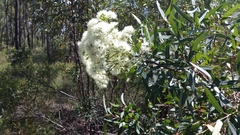 Eucalyptus curtisii