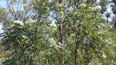 Eucalyptus curtisii