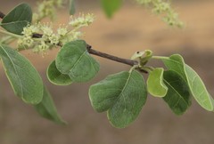 Terminalia platyptera